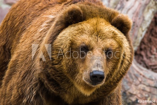 Bild på Brown bear